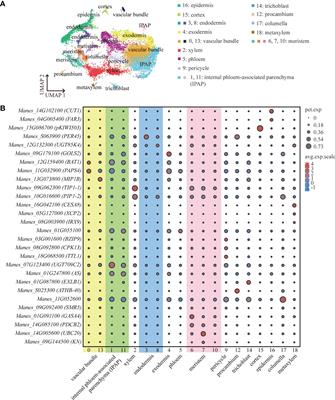 Single-cell transcriptome sequencing atlas of cassava tuberous root